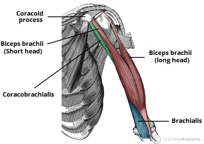 anatomía para la tendinitis del biceps